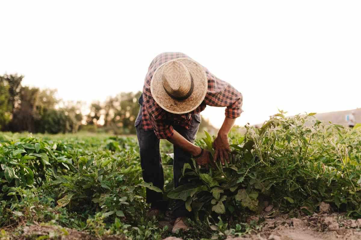 Agricoltore nel campo