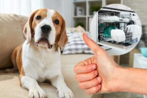 cane su divano mano pollice su e lavastoviglie