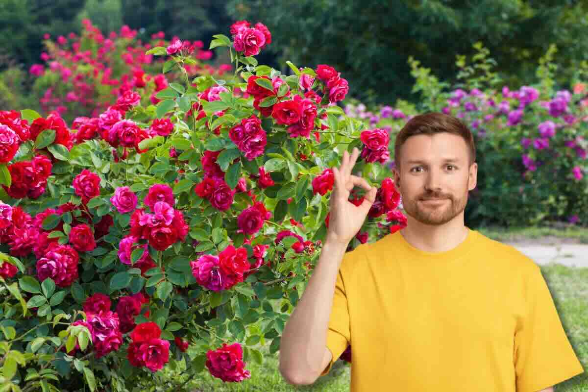 Fiori e in primo piano uomo fa ok con le dita